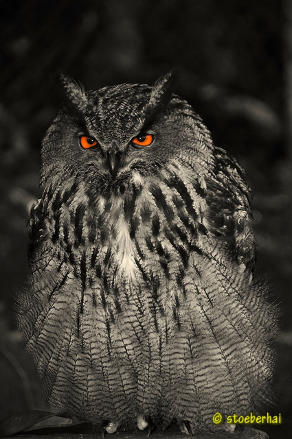 Eagle Owl