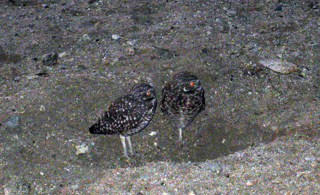 Burrowing Owls (4756)