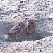 Burrowing Owls (4760)