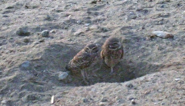 Burrowing Owls (4761)