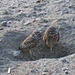 Burrowing Owls (4761)