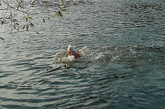 Schwimmen in der Elbe 7.11.2009