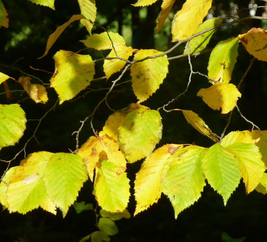 Licht und Stille im Wald