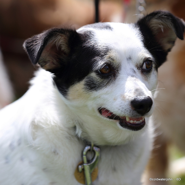The Nutley Village Summer Fete, East Sussex 2013 - The dog show - spectator