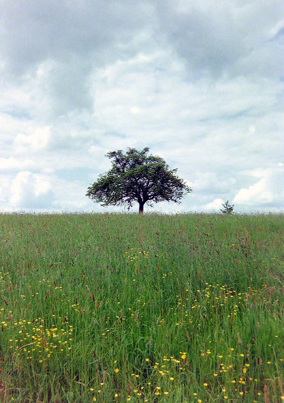 The lonely tree