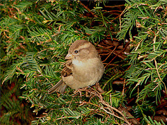 20061003 0771DSCw [D-SHG] Haussperling (Passer domesticus) [w], Schloss, Bückeburg