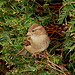 20061003 0771DSCw [D-SHG] Haussperling (Passer domesticus) [w], Schloss, Bückeburg