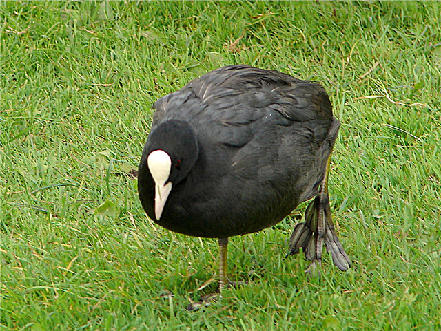 20060928 0750DSCw [D~LIP] Blässhuhn (Fulica atra), Landschaftsgarten, Bad Salzuflen