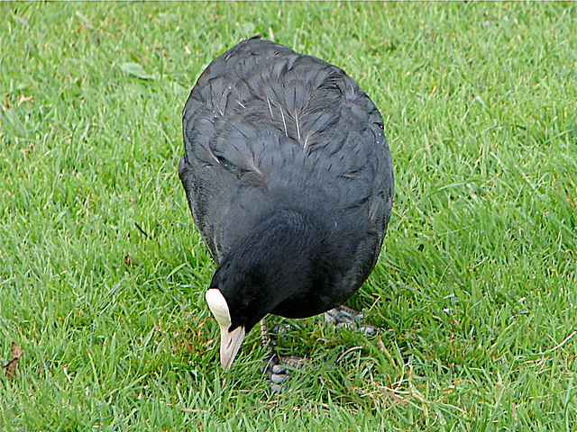 20060928 0749DSCw [D~LIP] Blässhuhn (Fulica atra), Landschaftsgarten, Bad Salzuflen