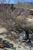 Elephant Tree at the Visitors Center (3427)