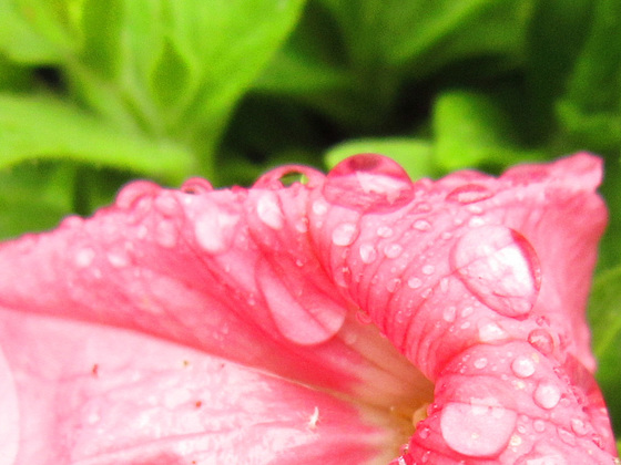 The petunia with drizzle