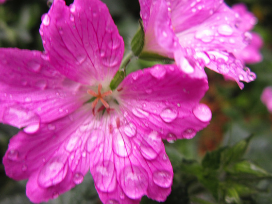 The odd flower in the driveway