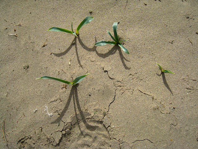 Desert Lilies (4982)