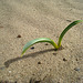 Desert Lily (4980)