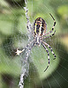 20090813 0062Aw [D~MI] Wespenspinne (Argiope bruennichi), Großes Torfmoor, Hille