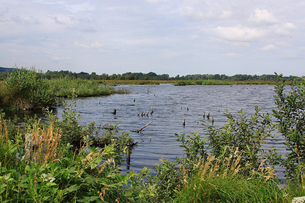 20090813 0072aw Großes Torfmoor