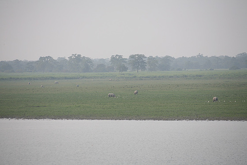 Kaziranga 2009