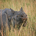 One-horned Rhinoceros - Kaziranga NP