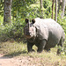 Bull Rhinoceros - Kaziranga NP
