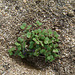 Small Plant (4985)
