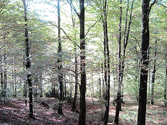 Bosque de Quinto Real (Navarra)