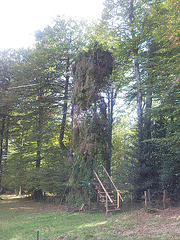 Palomera en Quinto Real (Navarra)