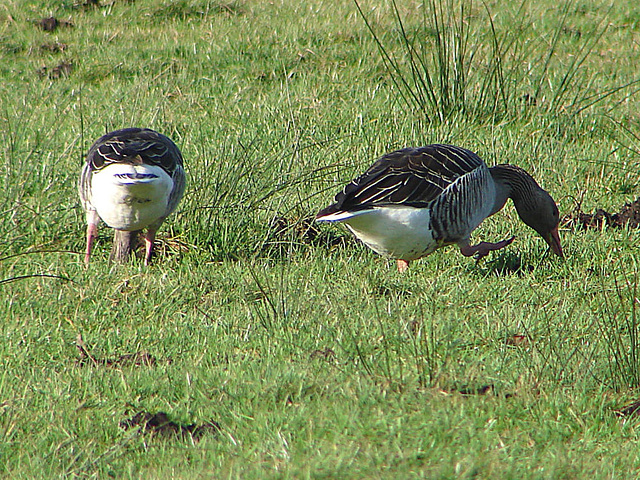 20070216 0011DSCw [D~MI] Graugans (Anser anser), Großes Torfmoor, Hille