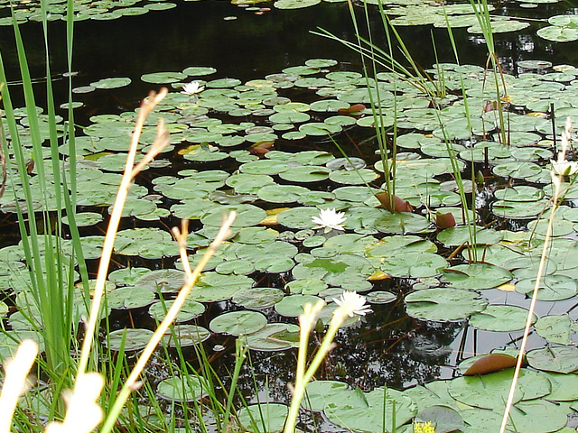 Half moon state park. Sur la 4 près de la 30 nord. Vermont, USA /  États-Unis -   26 juillet  2009