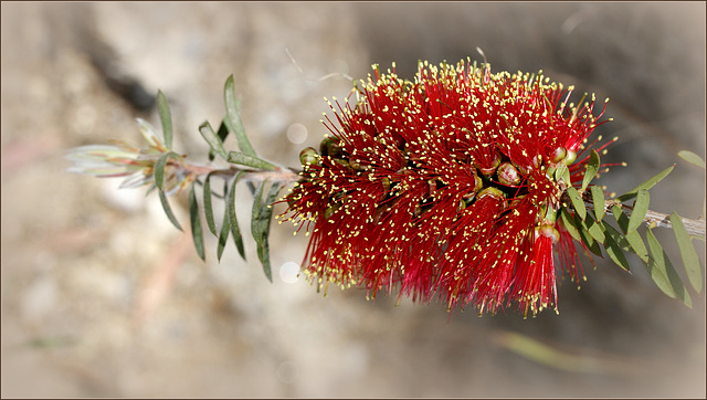 Callistemon citrinus