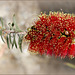 Callistemon citrinus