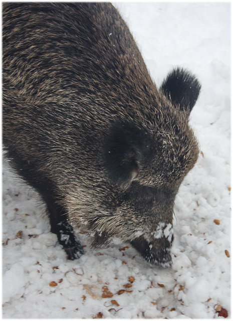 Wildschwein im Tiergarten