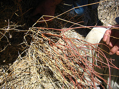 Baby Elephant Tree (4775)