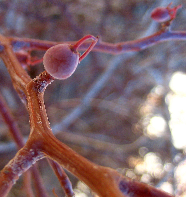 Elephant Tree Berry (4757A)