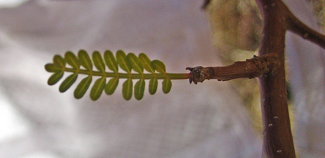 Elephant Tree Leaf (4755)