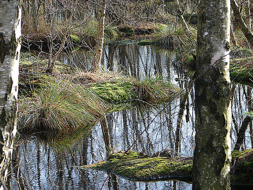 20070216 0010DSCw [D-MI] Moor, Großes Torfmoor, Hille