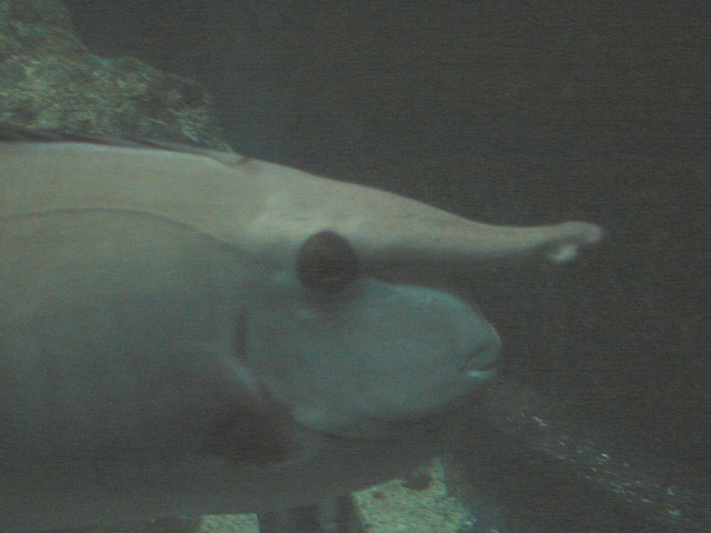 20061106 0941DSCw [F] Weißband-Nashornfisch (Naso annulatus) [Riesen-Nasendoktorfisch], Marineland, Antibes, Cote d'Azur