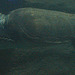 20061106 0953DSCw [F] Meeresschildkröte, Marineland, Antibes