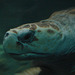 20061106 0954DSCw [F] Meeresschildkröte, Marineland, Antibes