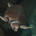 20061106 0955DSCw [F] Meeresschildkröte, Marineland, Antibes