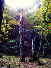 Bosque de Quinto Real (Navarra)