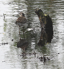 20090813 0139Aw [D~MI] Bruchwasserläufer (Tringa glareola), Großes Torfmoor, Hille