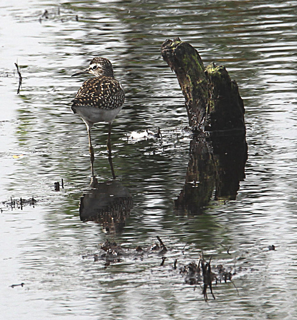 20090813 0139Aw [D~MI] Bruchwasserläufer (Tringa glareola), Großes Torfmoor, Hille