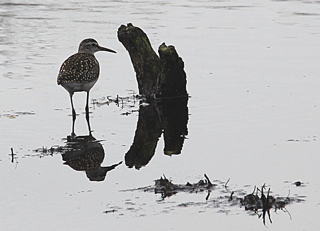 20090813 0140Aw [D~MI] Bruchwasserläufer (Tringa glareola), Großes Torfmoor, Hille