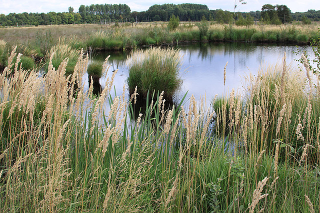 20090813 0141Aw [D~MI] Schilf (Phragmites australis), Großes Torfmoor, Hille