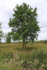 20090813 0145Aw [D~MI] Eiche, Großes Torfmoor, Hille