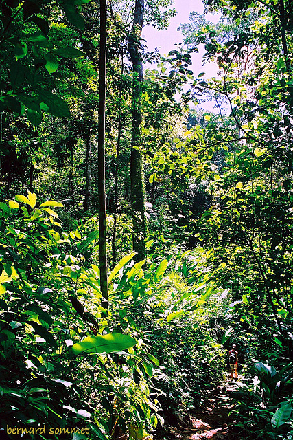 Dans l'enfer vert