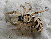 20060915 0681DSCw [D~LIP] Zebra-Springspinne (Salticus scenius), Bad Salzuflen