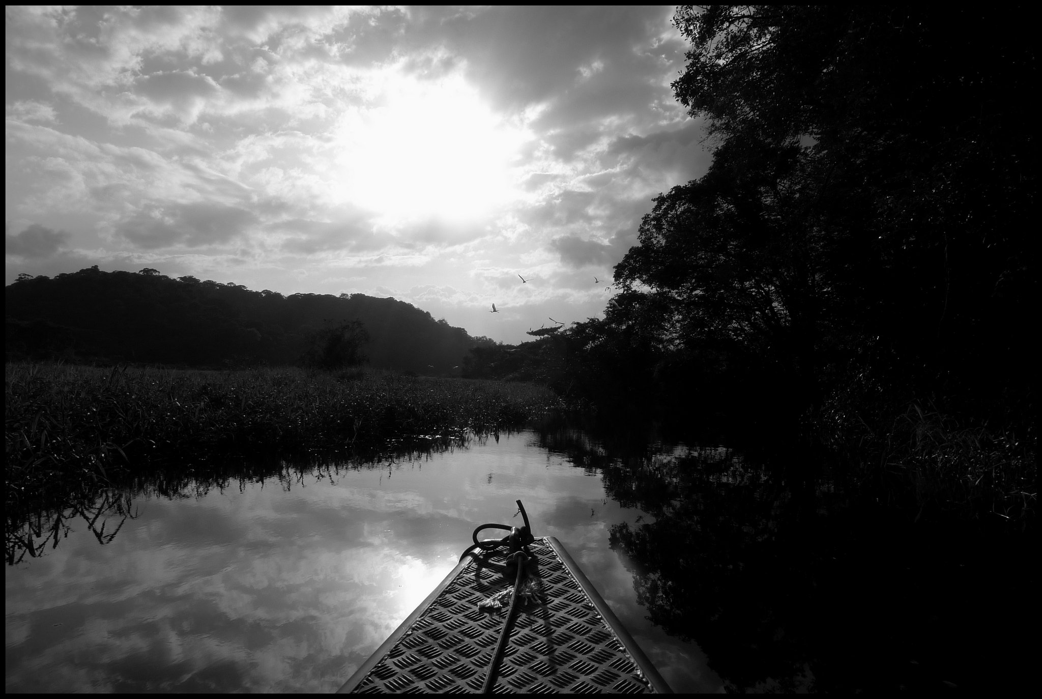 Marais de Kaw, Guyane, 2009.