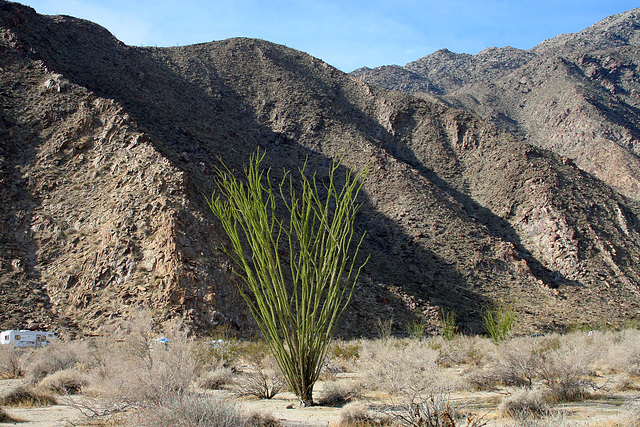 Ocotillo (3293)