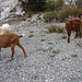 20061103 0882DSCw [F] Ziege, Verdon-Canyon, Cote d'Azur